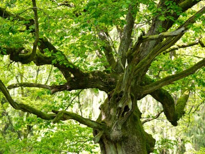 Plant et Træ - Ejerskabstræ